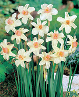 Нарцис (Narcissus) Bell Song